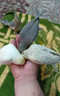 سه عدد. عروس.دستی