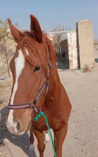 کره مادیان دو خون سه سال