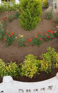 خدمات باغبانی گل کاری هرس کاری چمن کاری