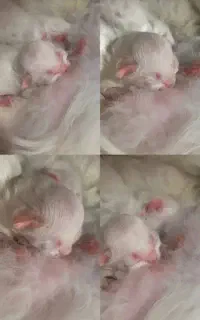 گربه های زیبا