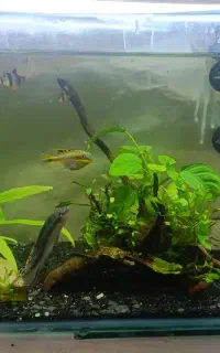 آکواریوم گیاهی