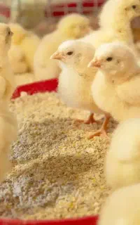 جوجه گوشتی فوق سنگین خروس بالا