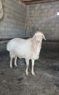 قوچ دامازدغ