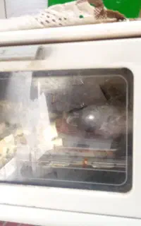 تستر ارزان