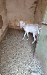 بز دورگ معاوضه با چپیش یا نر بز