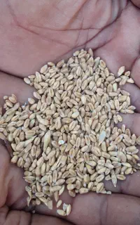 فروش گندم کیلویی ۵۵ تومان