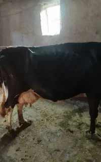 با سلام فروش یک راس گاو شیری