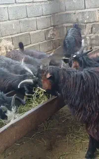 کهر نر نقلی چاق محلی سیاه