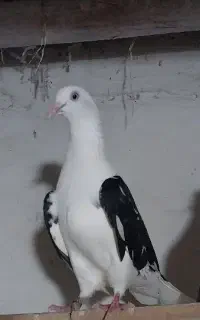 کفتر ماده