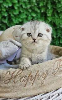 بریتیش بلک گلد