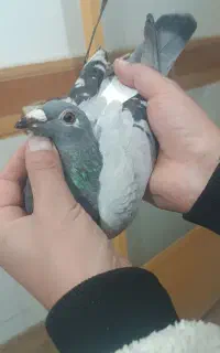 ماده‌جان‌اردن‌عطیقه