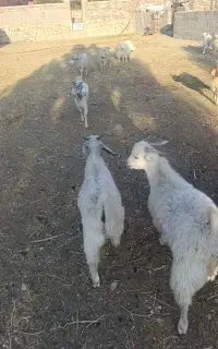 ۲۰ راس کهره میانگین ۱۹ کیلو ۱۴تا نر ۶ تاماده