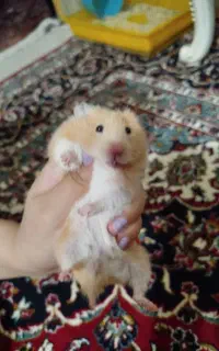 همستر کمپل