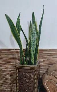 گل سانسوریا