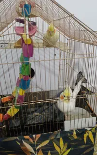یه جفت عروس هلندی و یه عدد فنچ