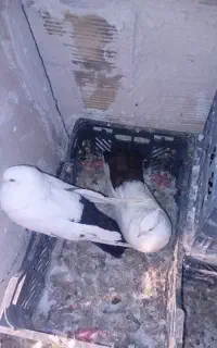 کبوتر