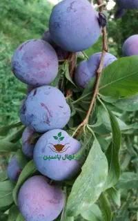خاص ترین نهال هایی که هیچ جا نمیتونی پیدا کنی