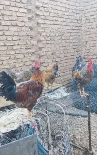 مرغ و خروس محلی