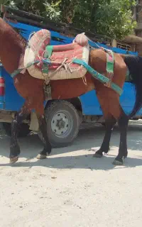 فروش اسب باری ۵سال