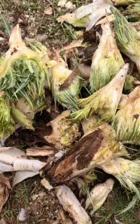 هدیه بلوRN44XQ