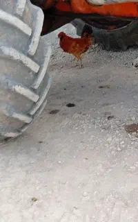 خروس‌جوان