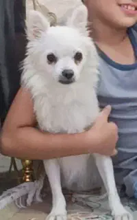 سگ پامر