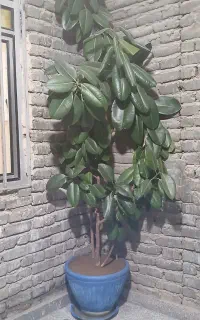 گل فیکوس