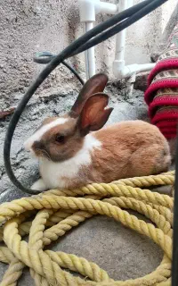 خرگوش زرنگ یه دونه