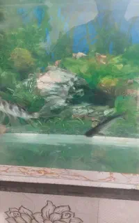 ماهی کوی باله بلند