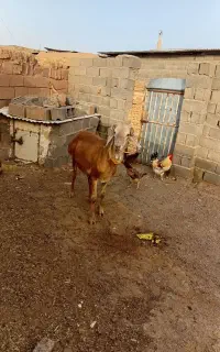 قوچ شیشک
