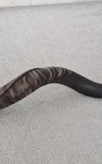 بوق شاخی اصل اصل