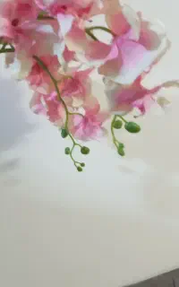 گل ارکیده