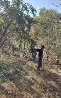 کارگر آقا و خانم جهت گردو و بادام