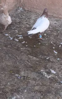 جفت سینه