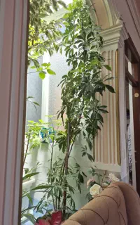 گل طبیعی