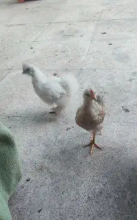 مرغ و جوجه