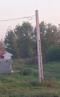 فروش بالای ۵۰۰ اصله درخت صنوبر