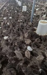 بلدرچین بالغ درشت و سنگین