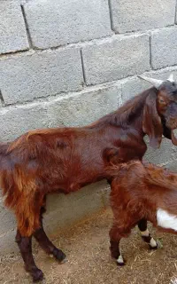 کهره نر