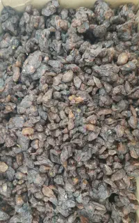 کشمش افتابی و گله در تربت جام
