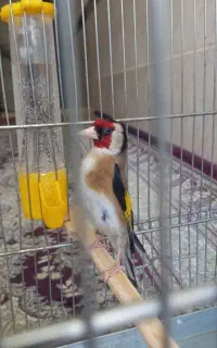 سهره ۳ ساله