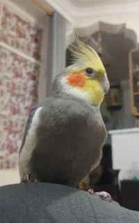 عروس هلندی سخنگو