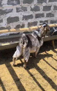 کره نر چاق