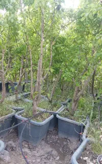 درخت نهال میوه