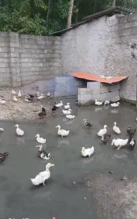 اودک گوشتی  دوماه