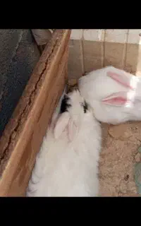دو عدد خرگوش لوپ و چشم قرمز
