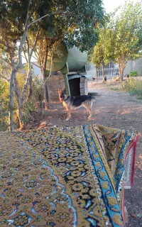 ژرمن ماده وورک لاین