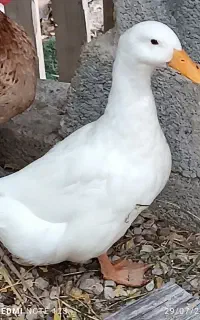 اردک