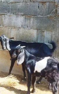 بزباکهره‌ نر بزرگ