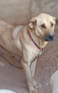 سگ سرابی ماده